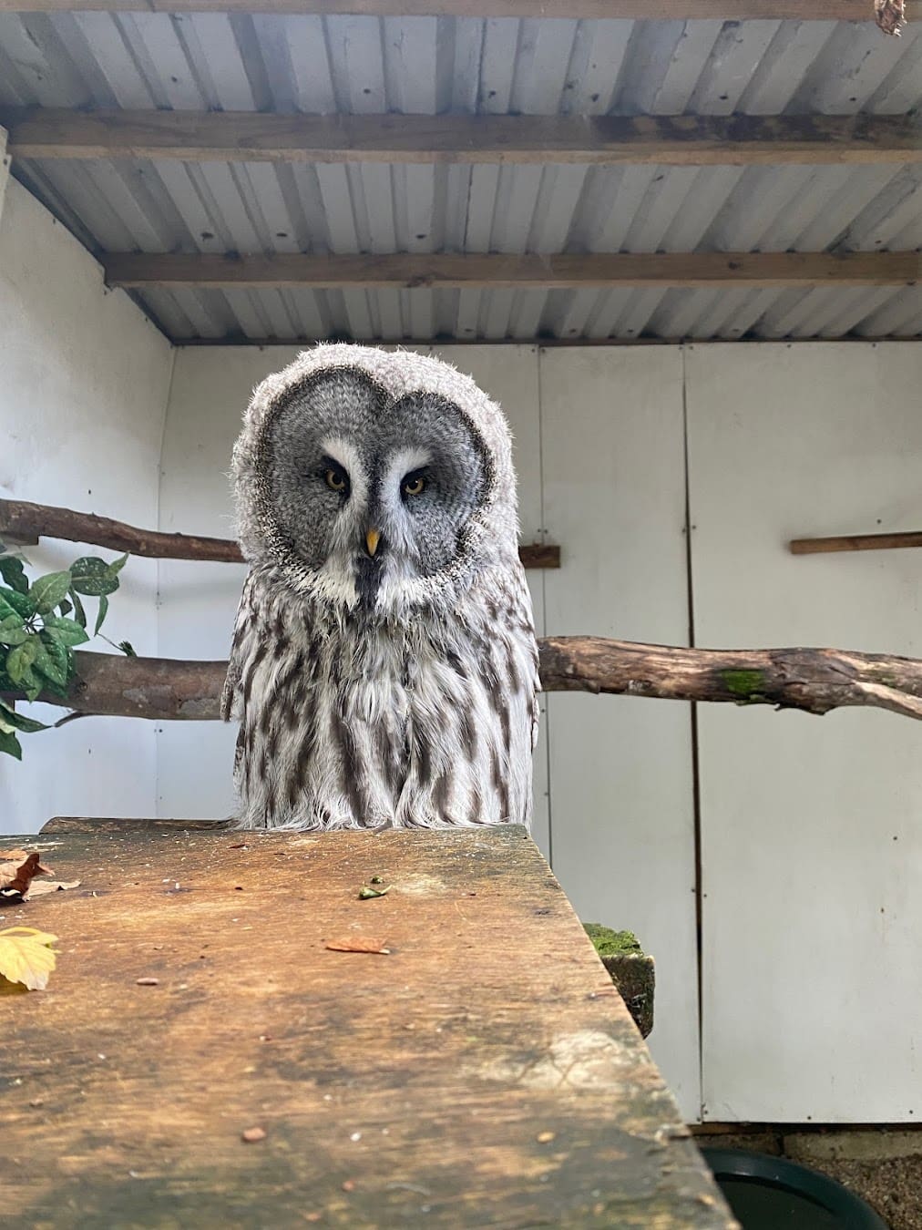 Owl & Bird of Prey Sanctuary Gray Owl, Preston