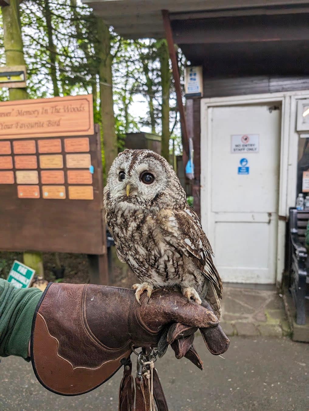 Owl & Bird of Prey Sanctuary Little Owl, Preston