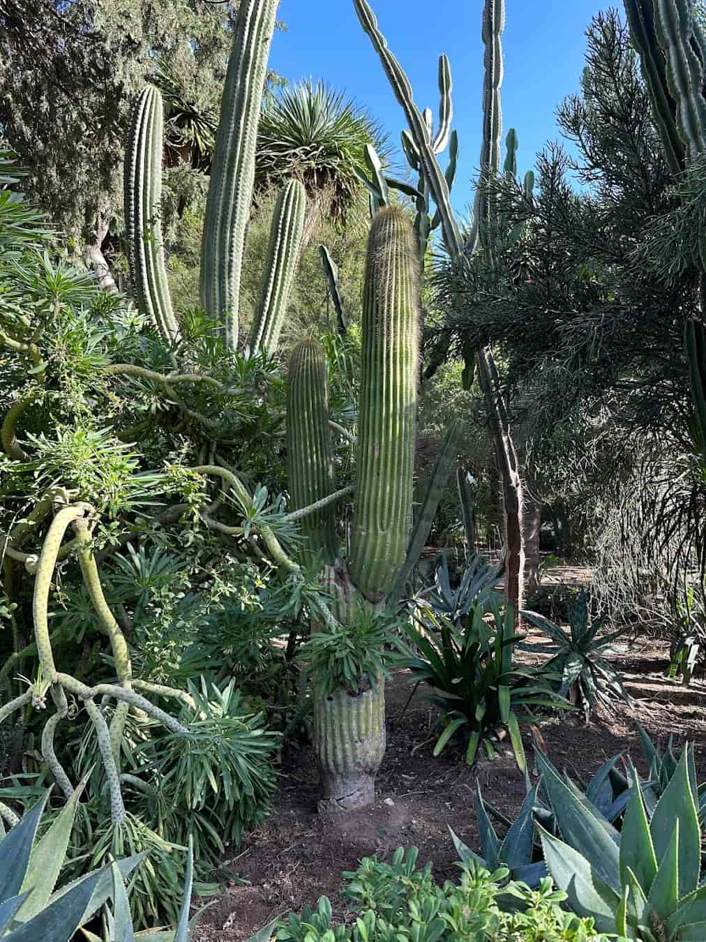 Parque Genovés Cactus, Spain