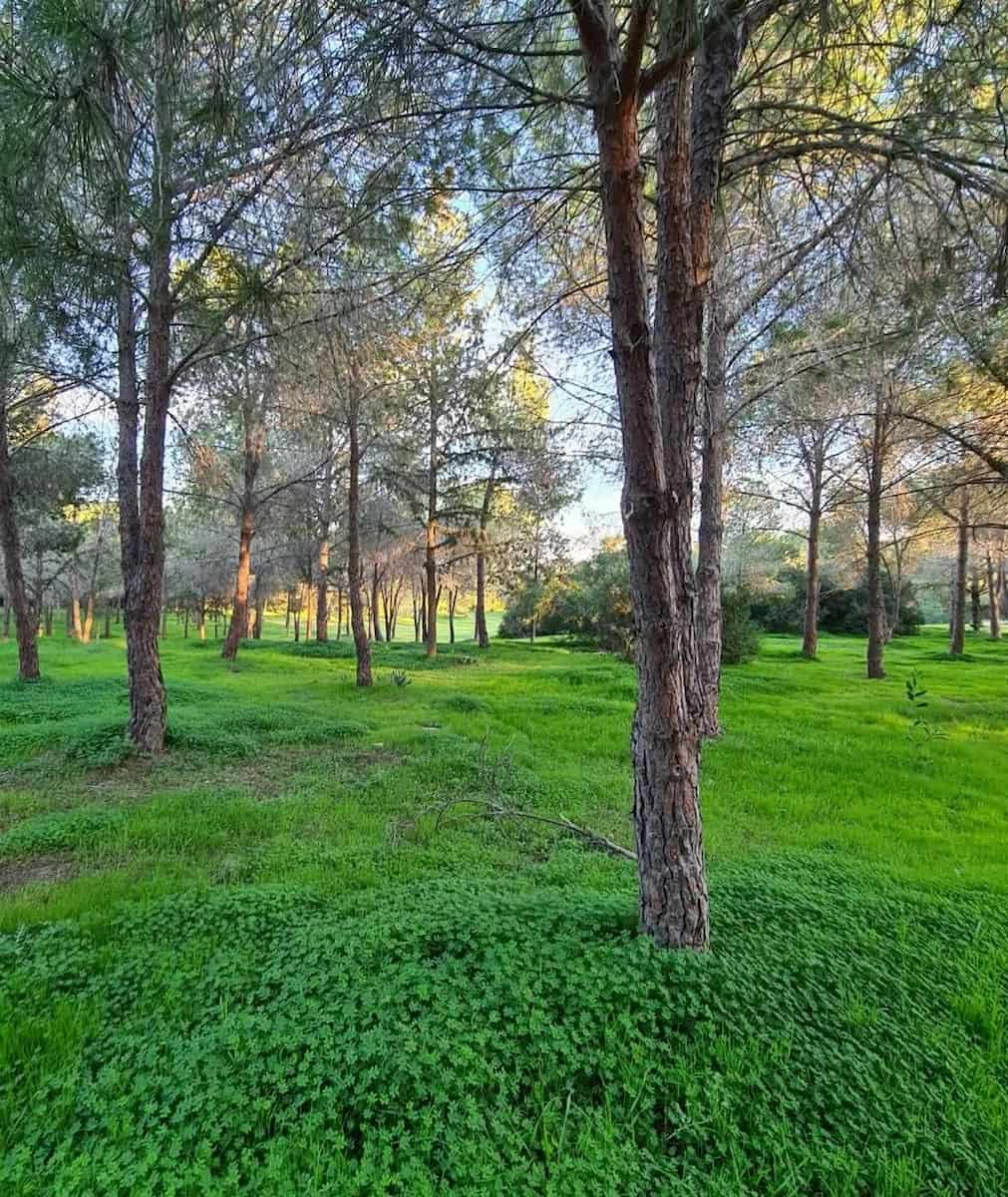 Pattihio Forest Park, Larnaca