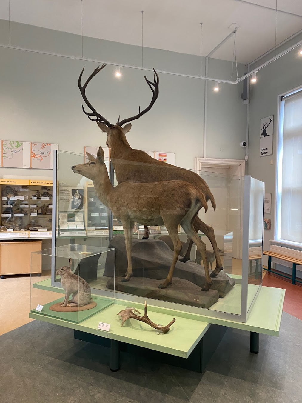 Reading Museum Stuffed Animal, England