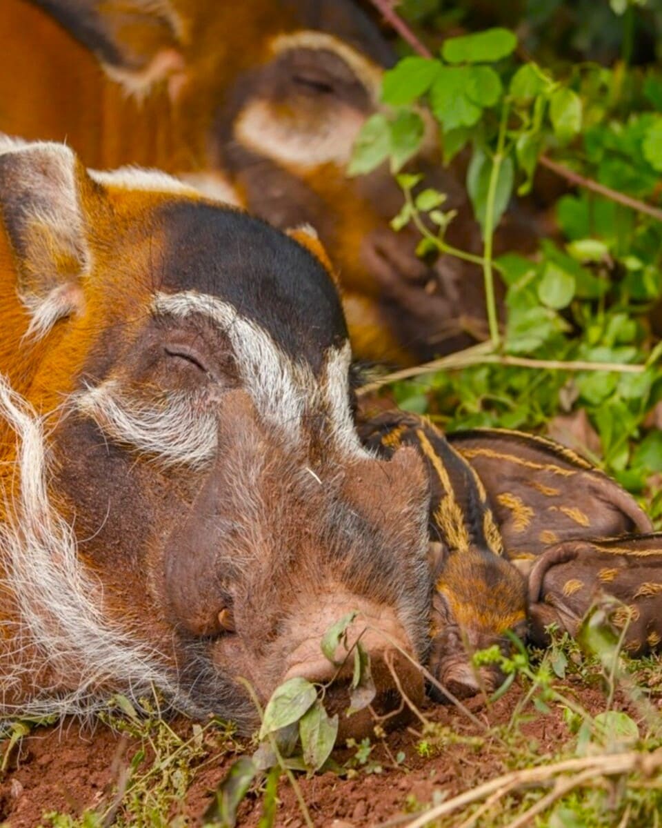 Red river hog, Paignton Zoo, Devon