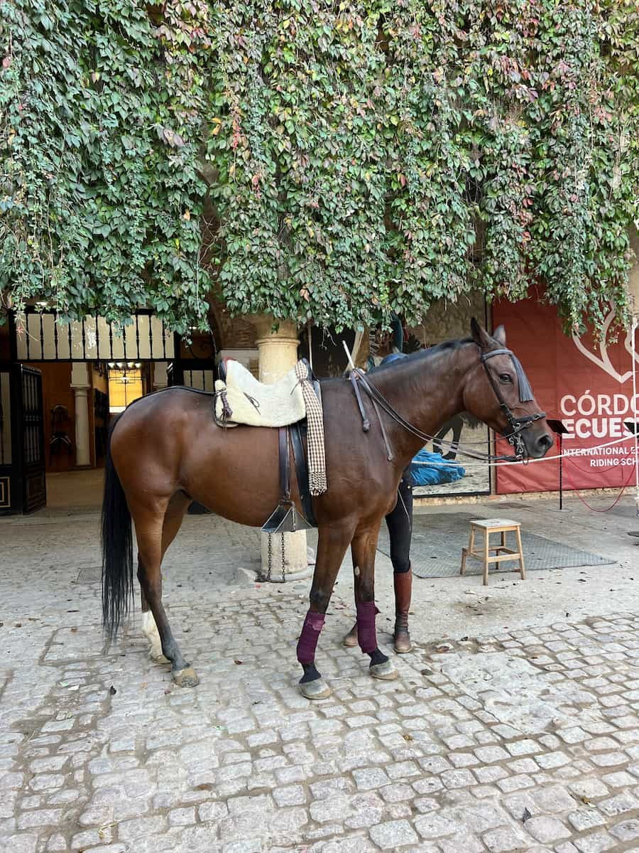 Royal Stables Córdoba