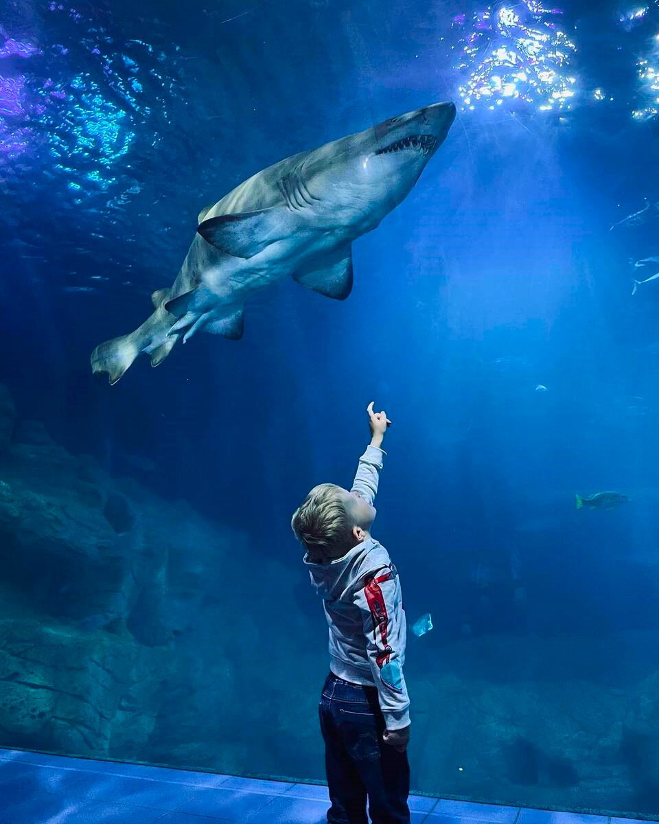 Sand tiger shark in National Marine Aquarium, Plymouth