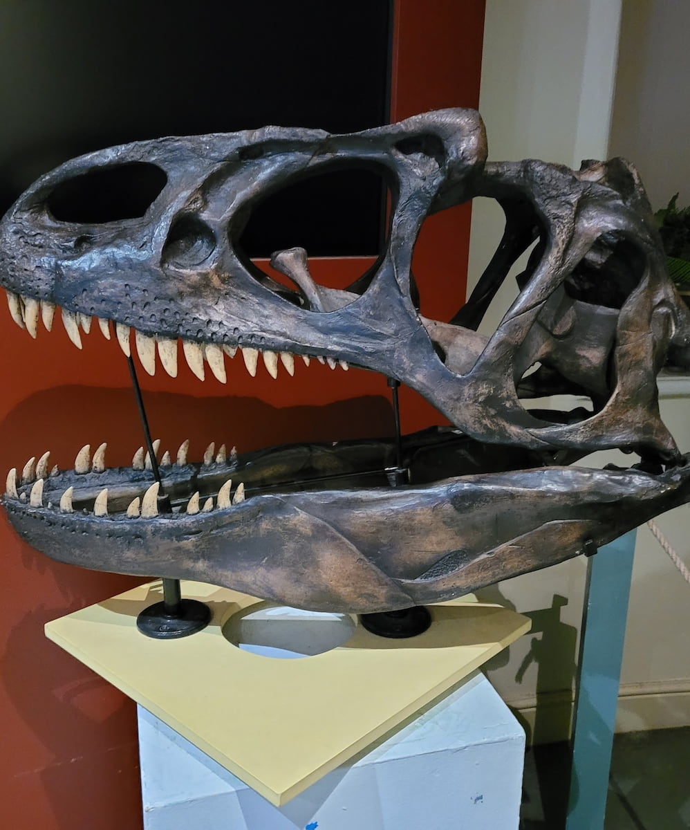 Allosaurus skull