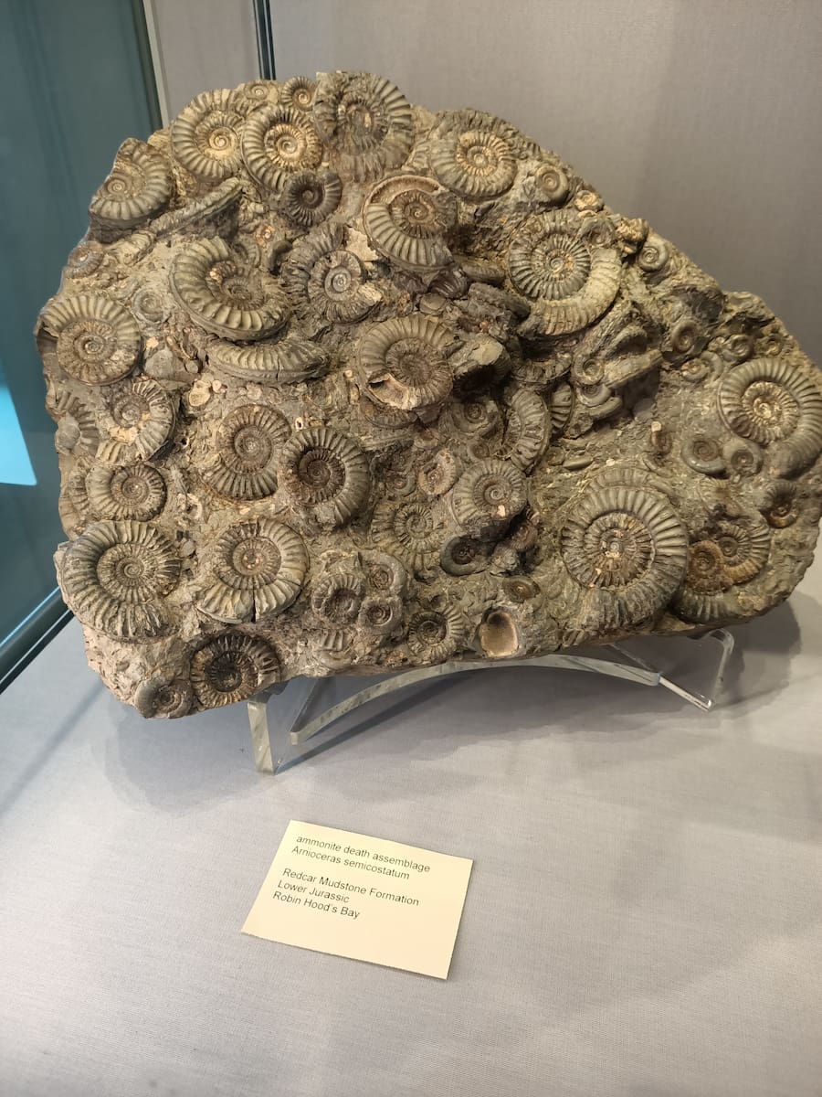 Ammonites