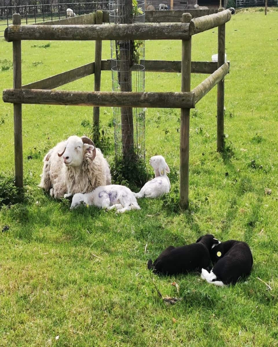 Sheep in Graves Park Animal Farm, Sheffield