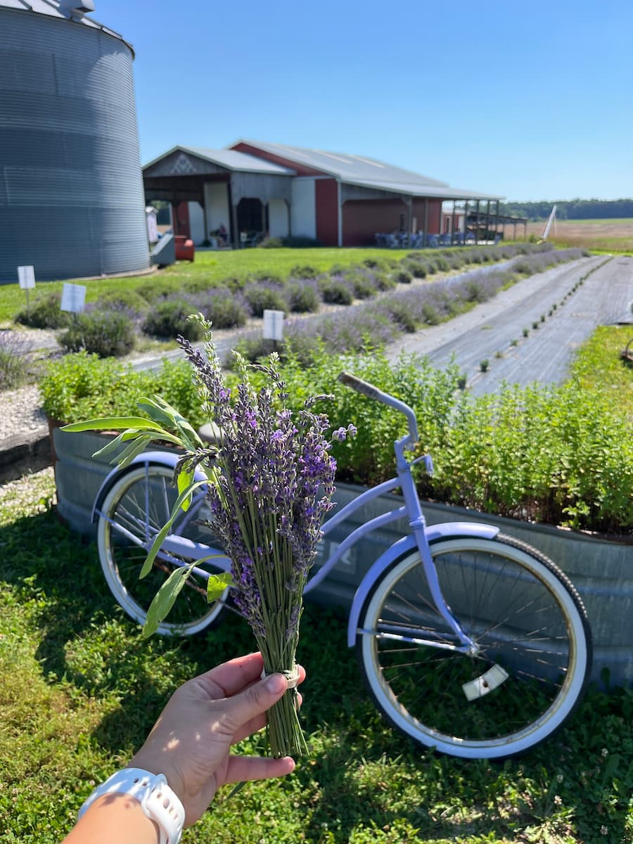 Somerset, Woodstock Lavender Co. Lavender Festival