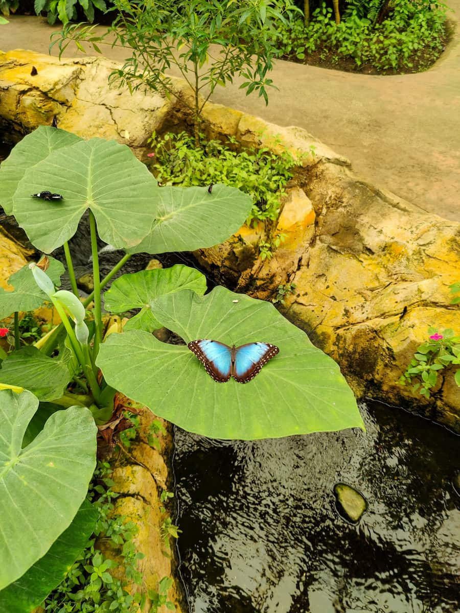 Spain, Butterfly Park Benalmádena