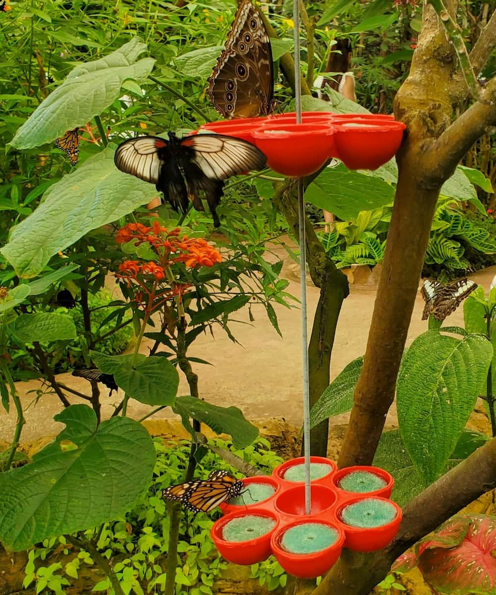 Spain, Butterfly Park Benalmádena