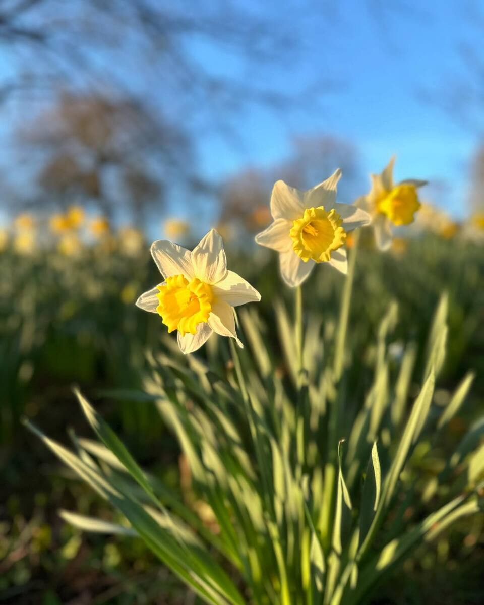 Spring in Roundhay Park