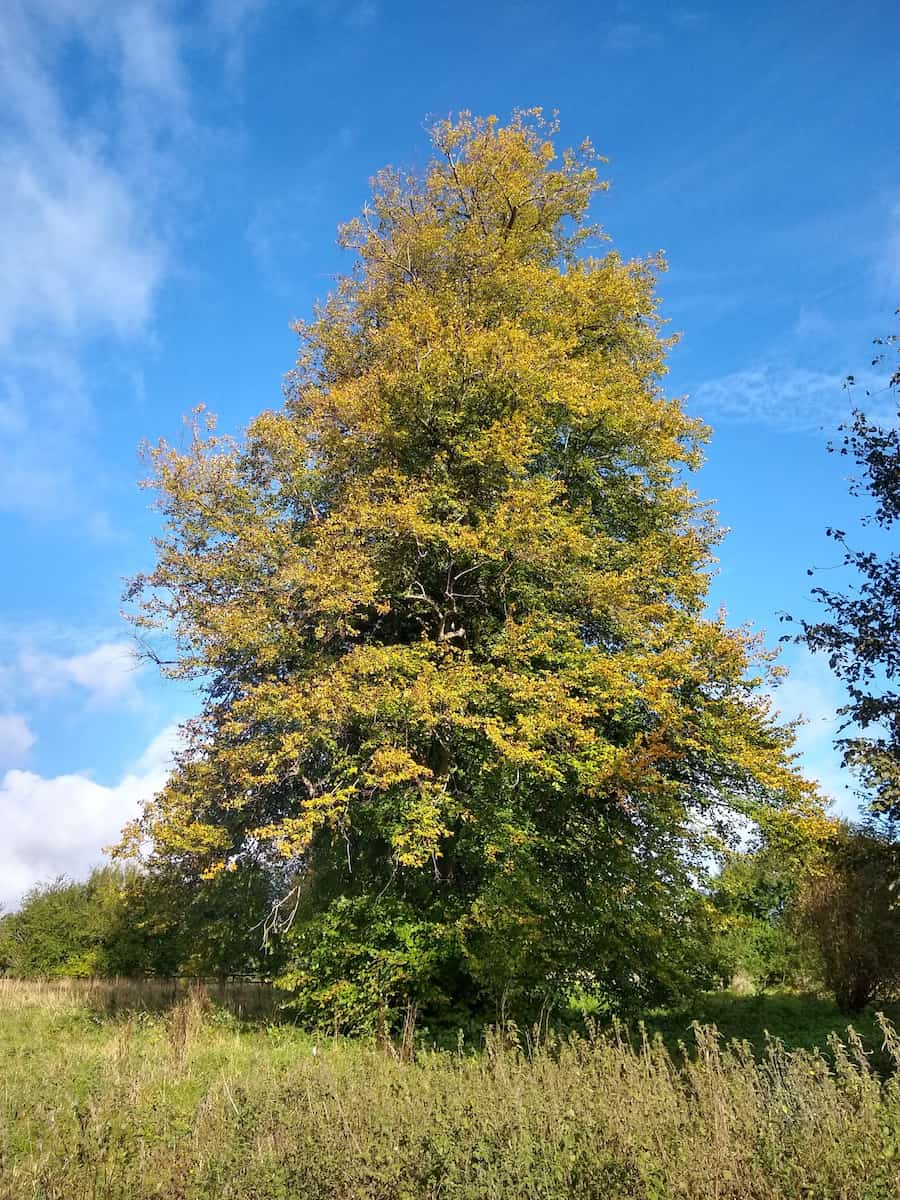 Stanton Park Swindon