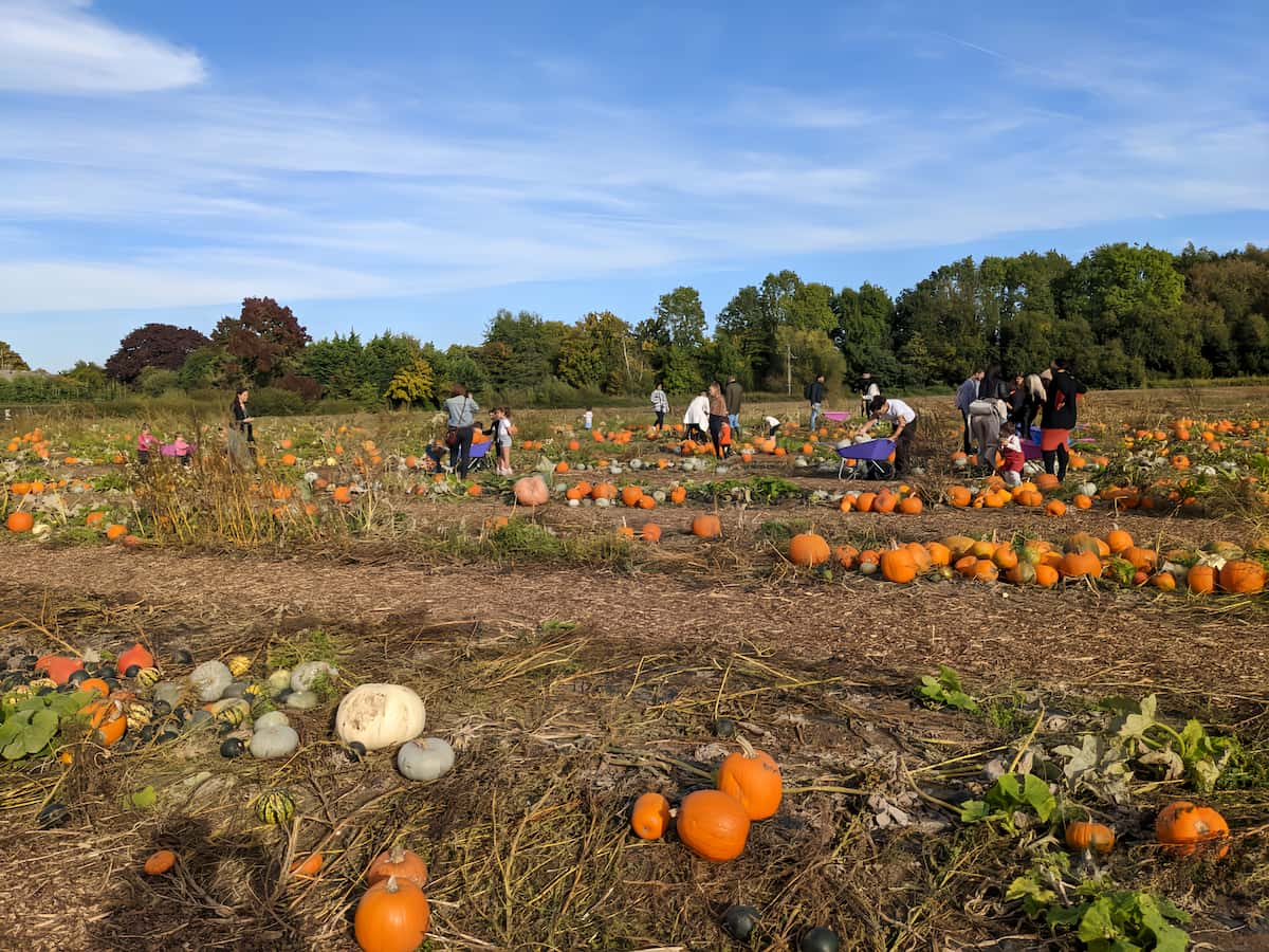 Surrey, Pumpkin Festival at Crockford Bridge Farm