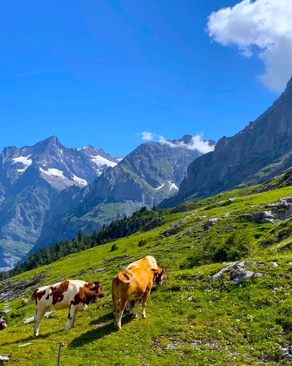 The Eiger Trail, Interlaken