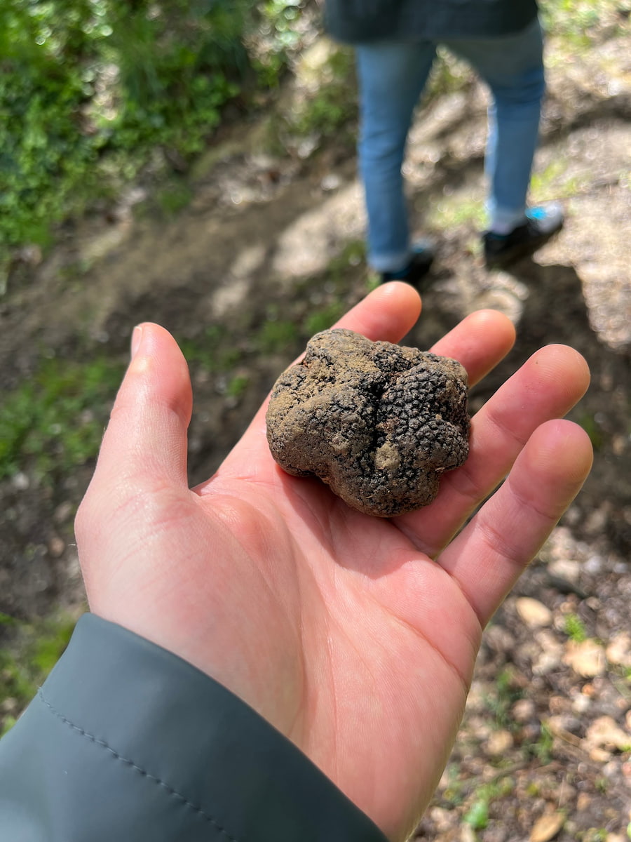 Truffle Hunting in San Miniato