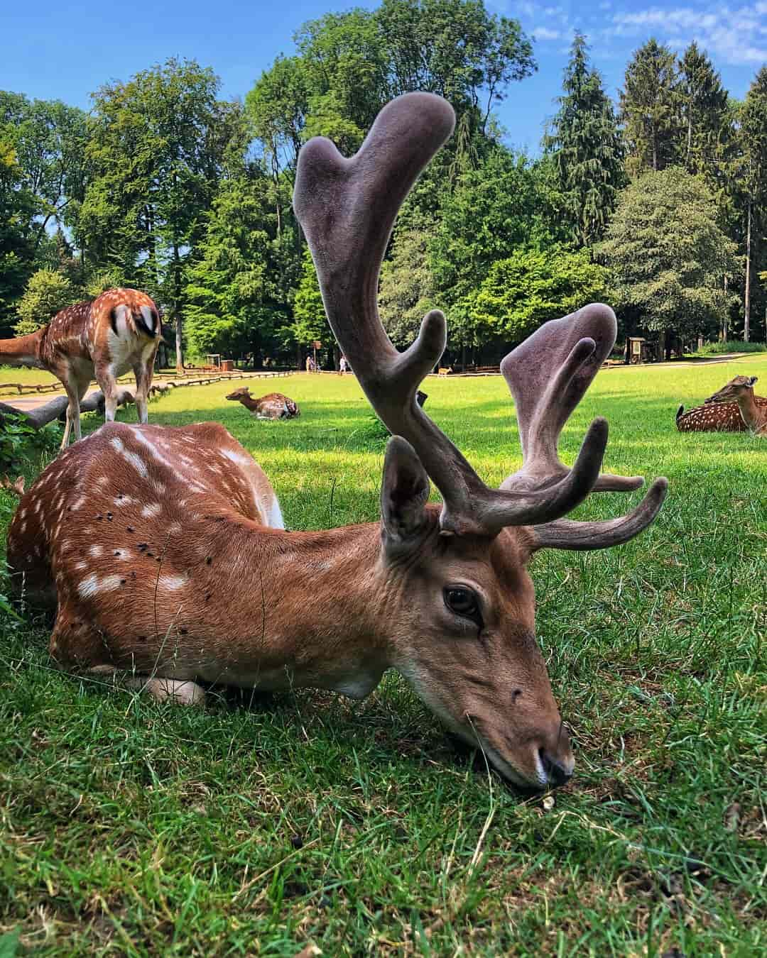 Wildpark Grafenberg Deer, Germany