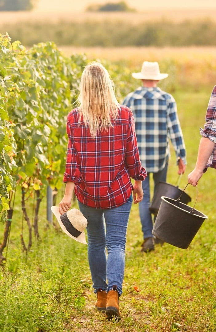 Wine Harvest Season