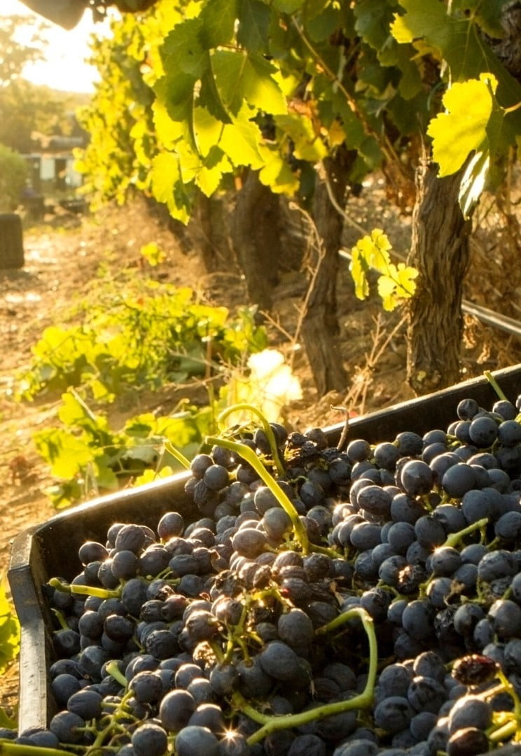 Wine Harvest Season