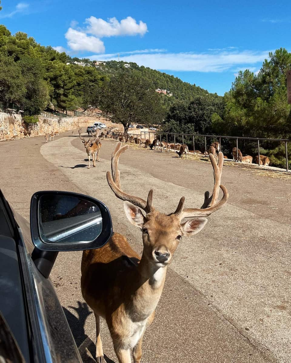 Zoosafari Fasanolandia, Puglia