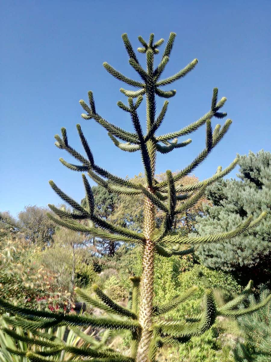 Aarhus Botanical Gardens