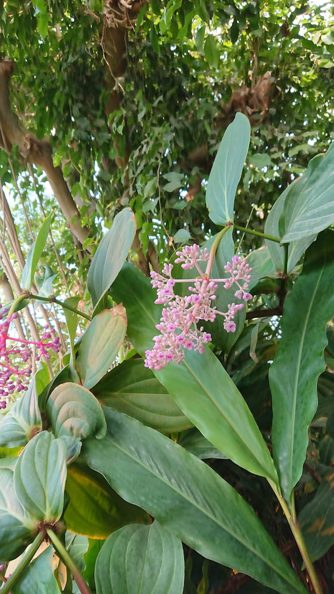 Aarhus Botanical Gardens