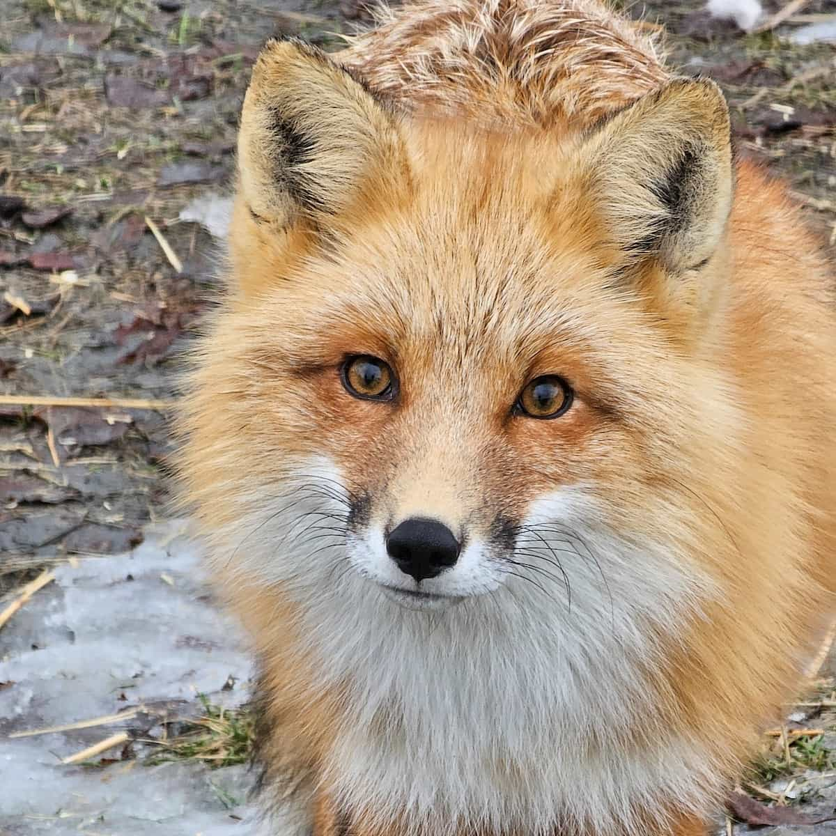 Alaska Wildlife Conservation Center