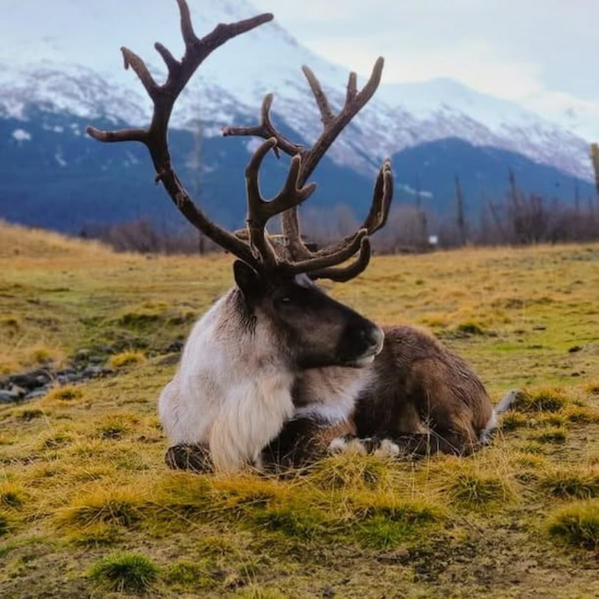 Alaska Wildlife Conservation Center