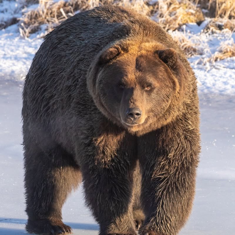 Alaska Wildlife Conservation Center