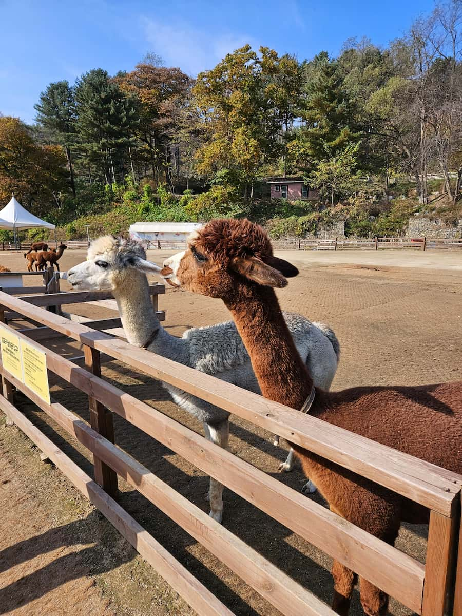 Alpaca World