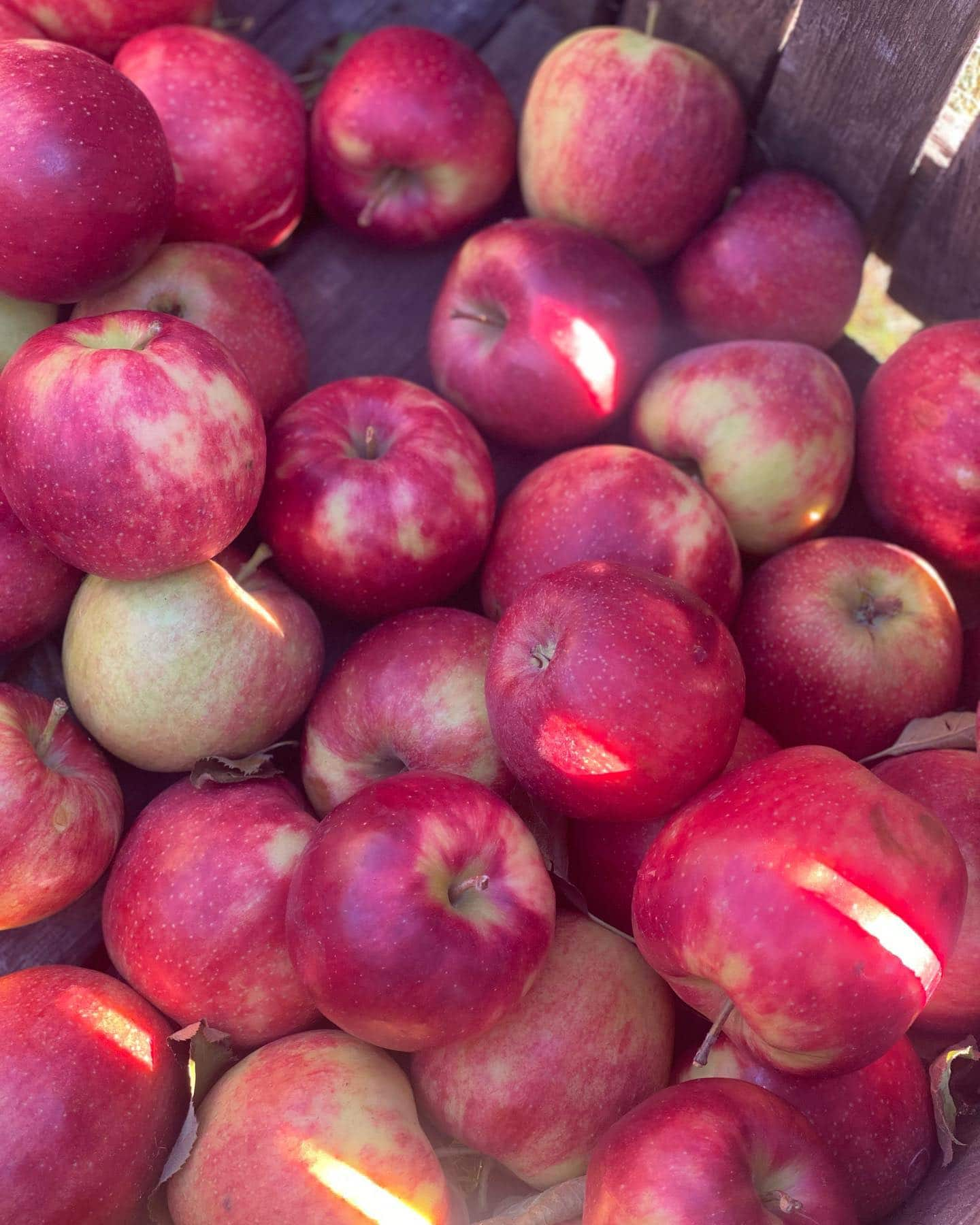 Apple Harvest Festival, Canada