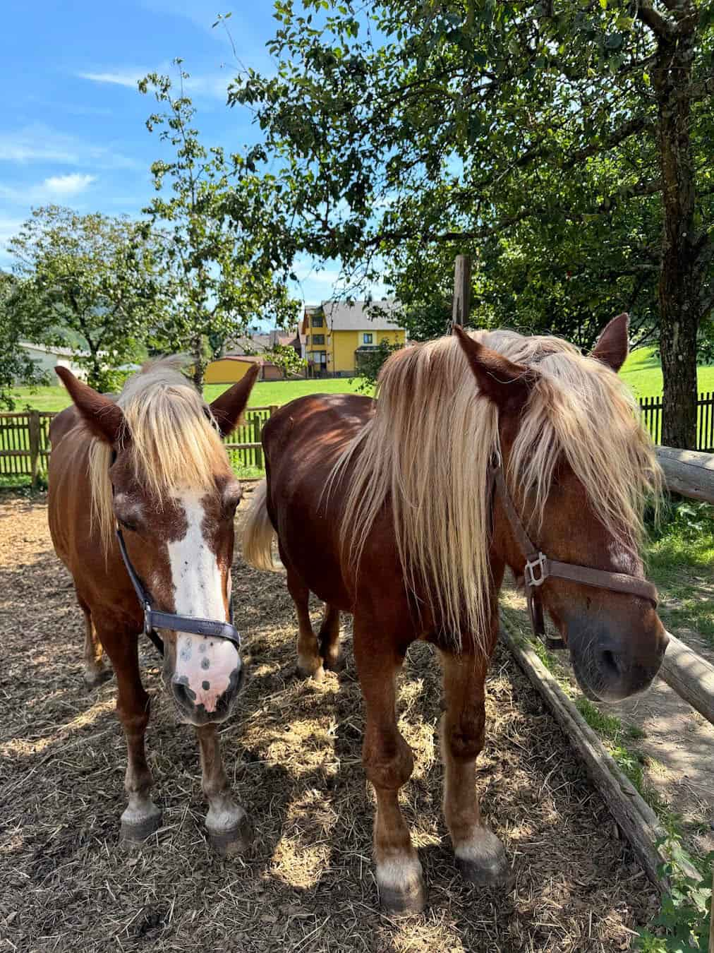 Black Forest Open Air Museum Horses, Germany