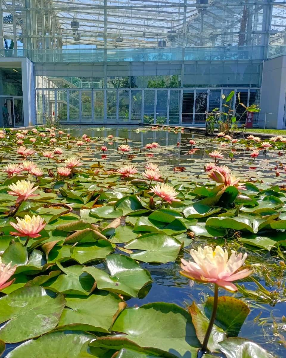 Botanical Garden, Padua