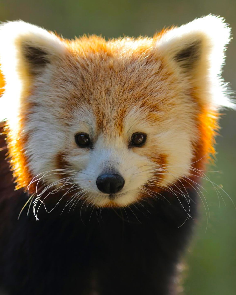 Bronx Zoo, NYC