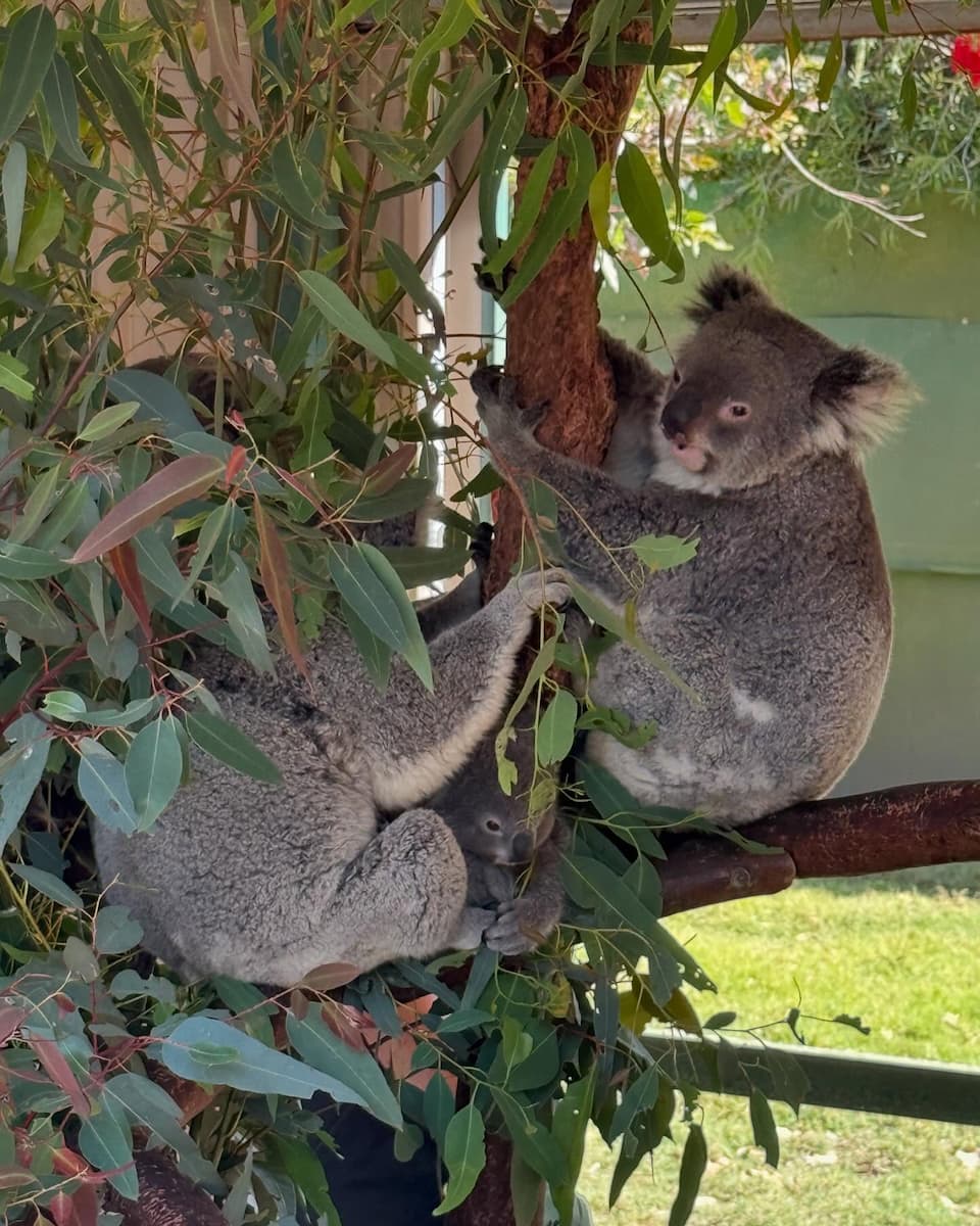 Caversham Wildlife Park, Perth