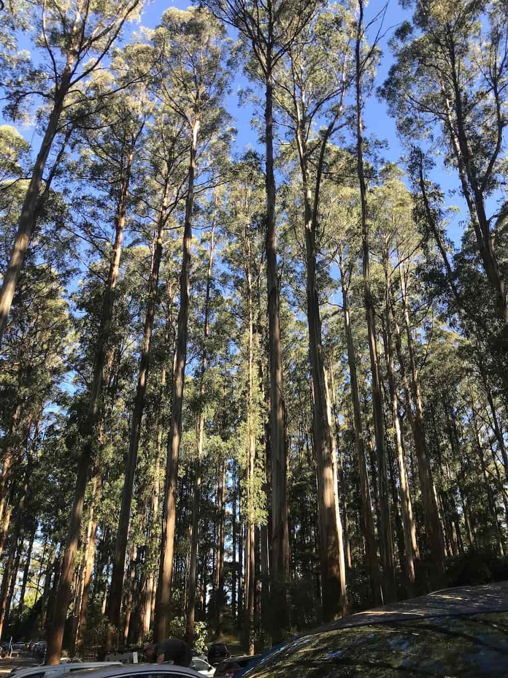 Dandenong Ranges, Australia