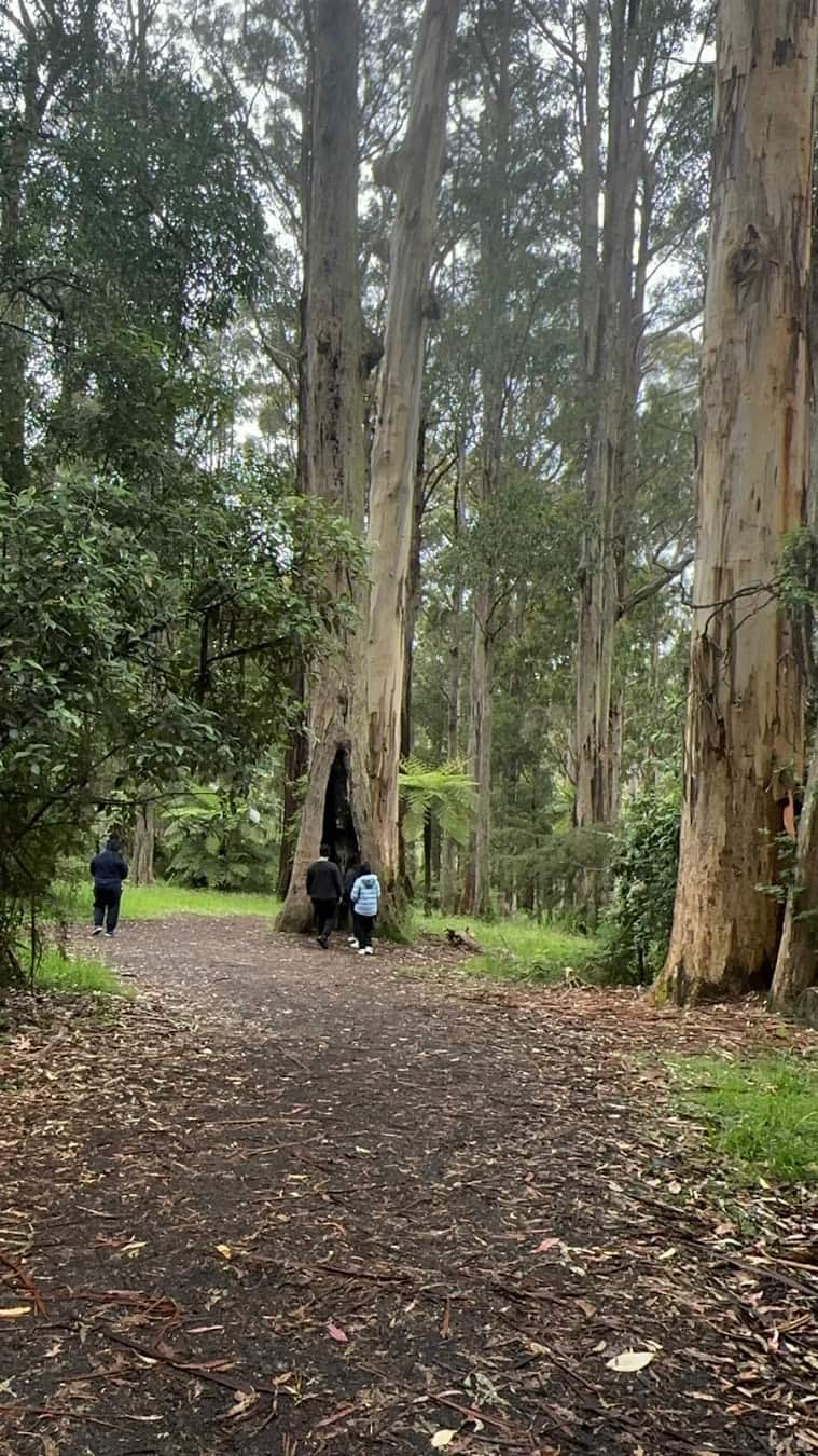 Dandenong Ranges, Australia