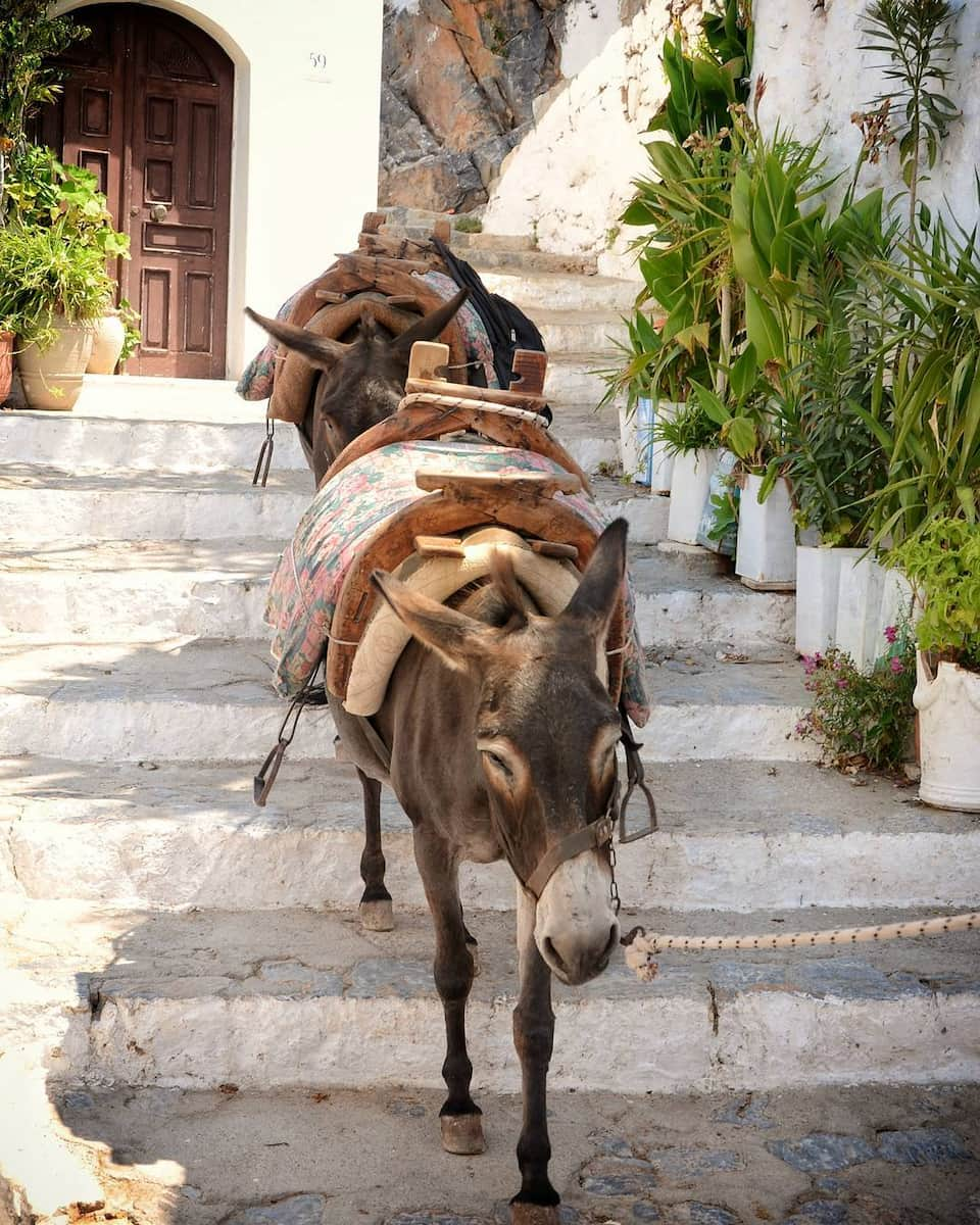 Donkeys in Lindos