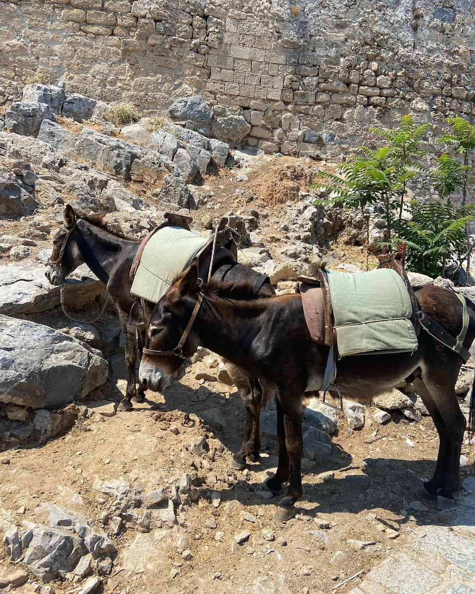 Donkeys in Lindos