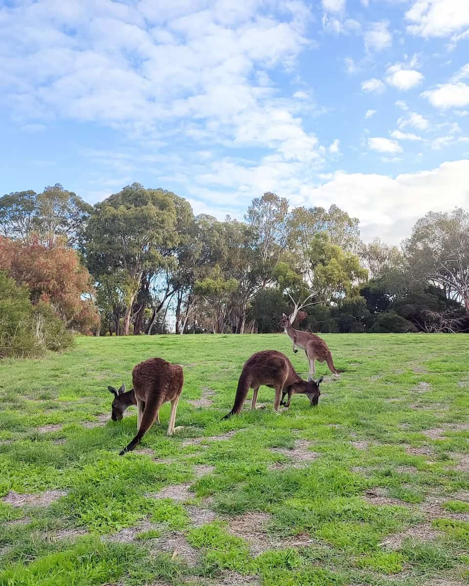 Heirisson Island, Perth