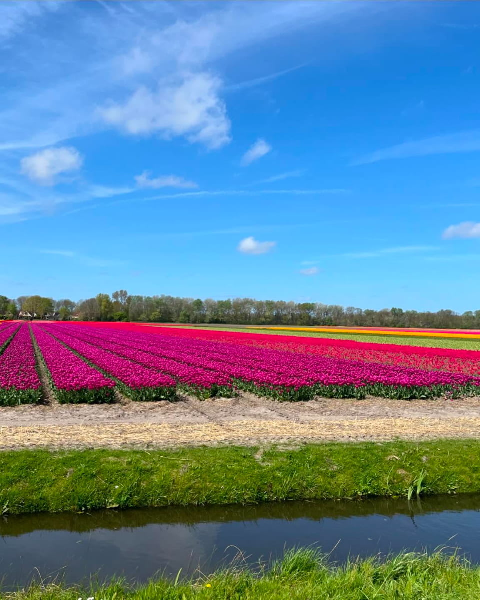 Keukenhof Gardens, Amsterdam