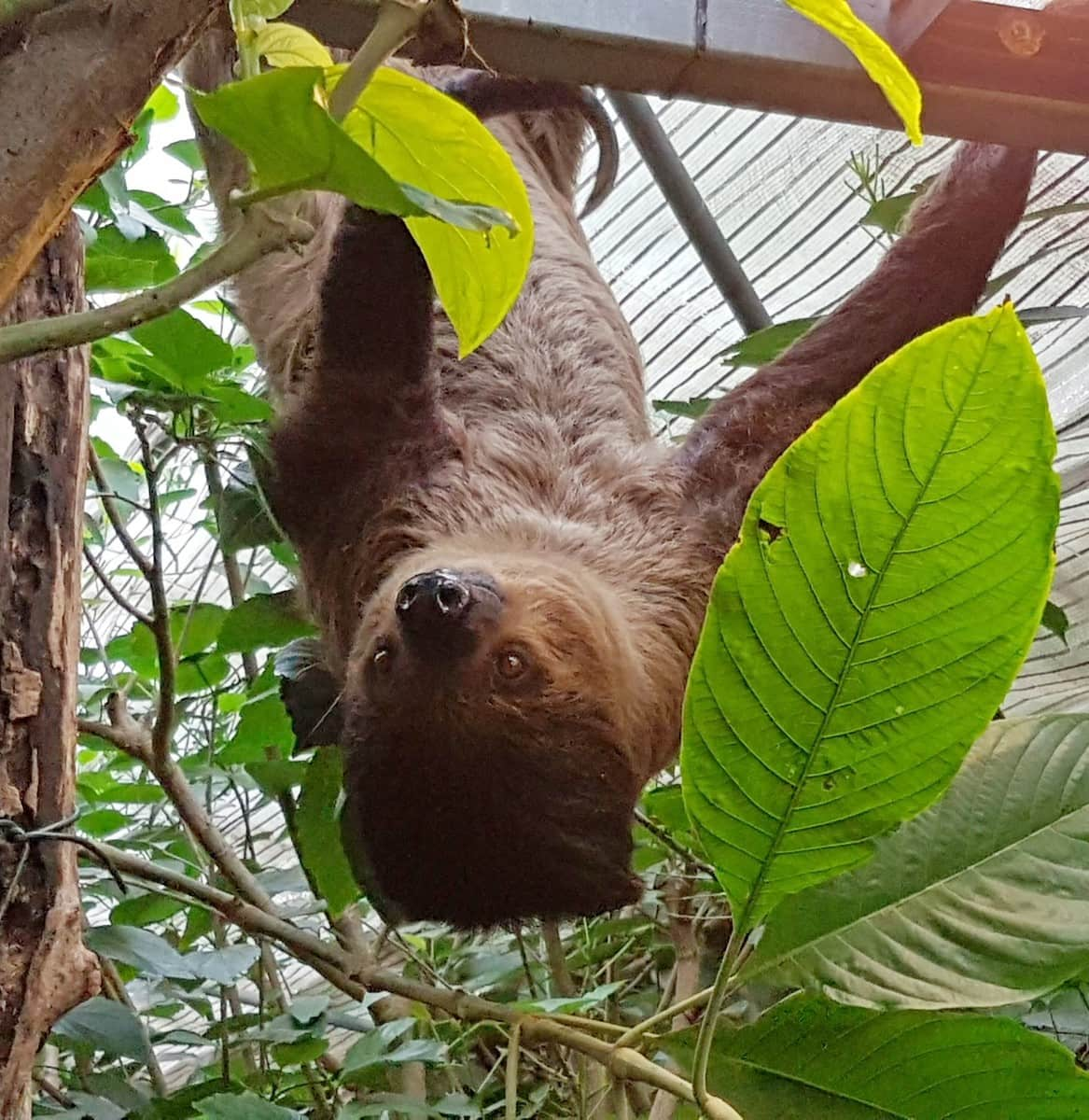 Sloth, The Living Rainforest, Berkshire