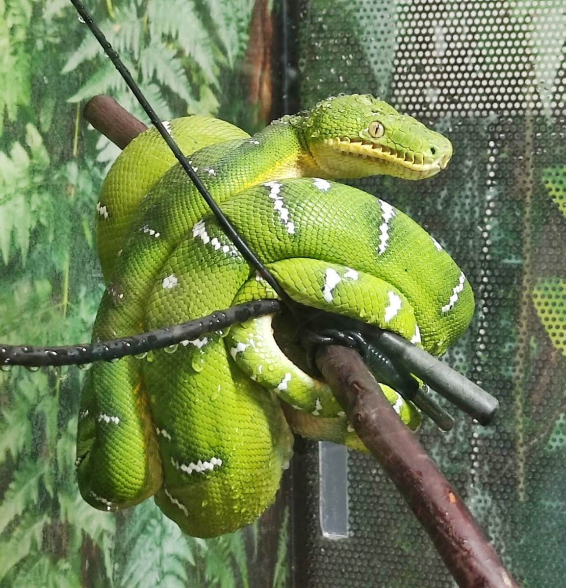 Dog-headed boa, Living Rainforest, Berkshire