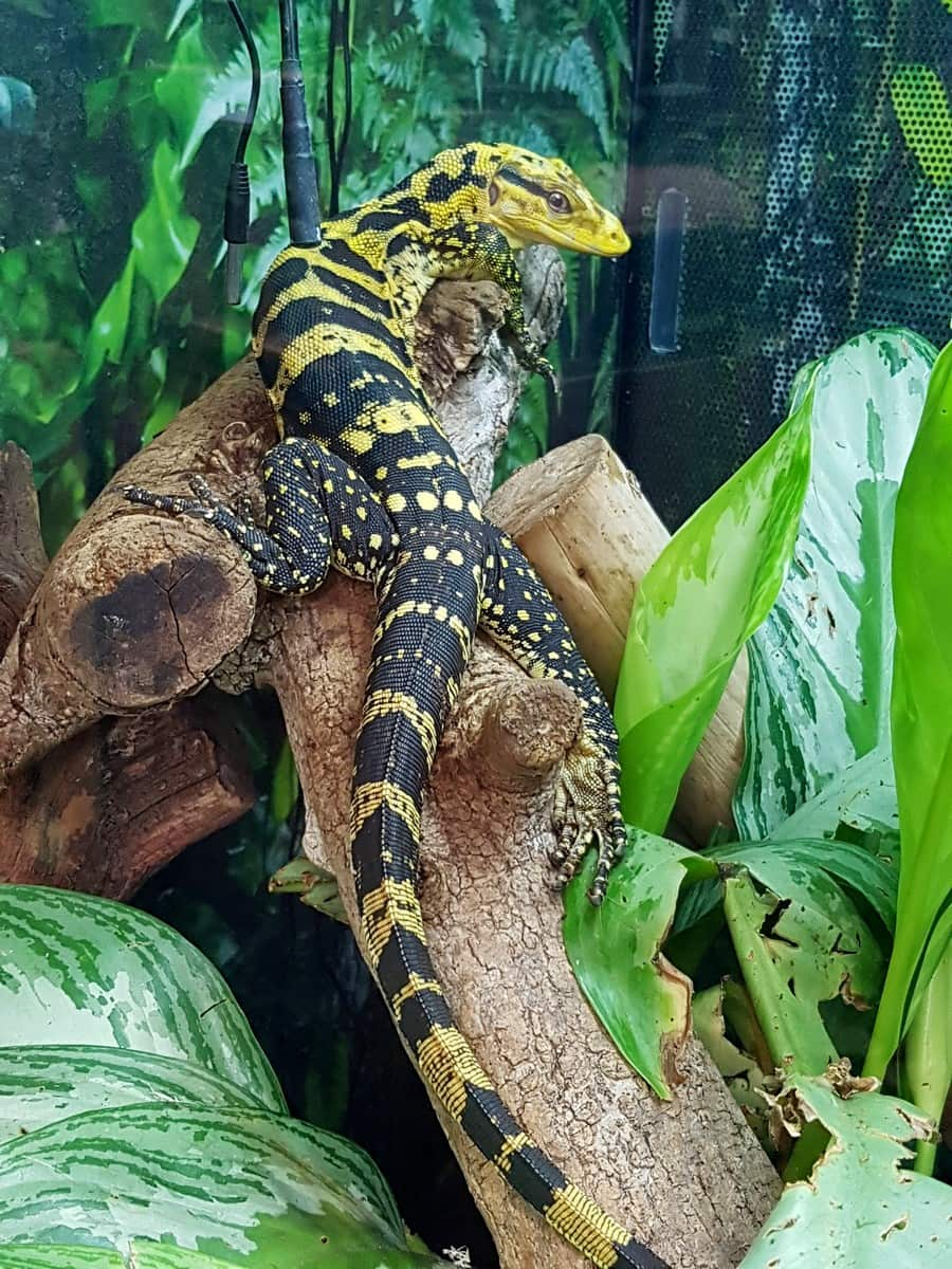 Varanus comingi, Living Rainforest, Berkshire