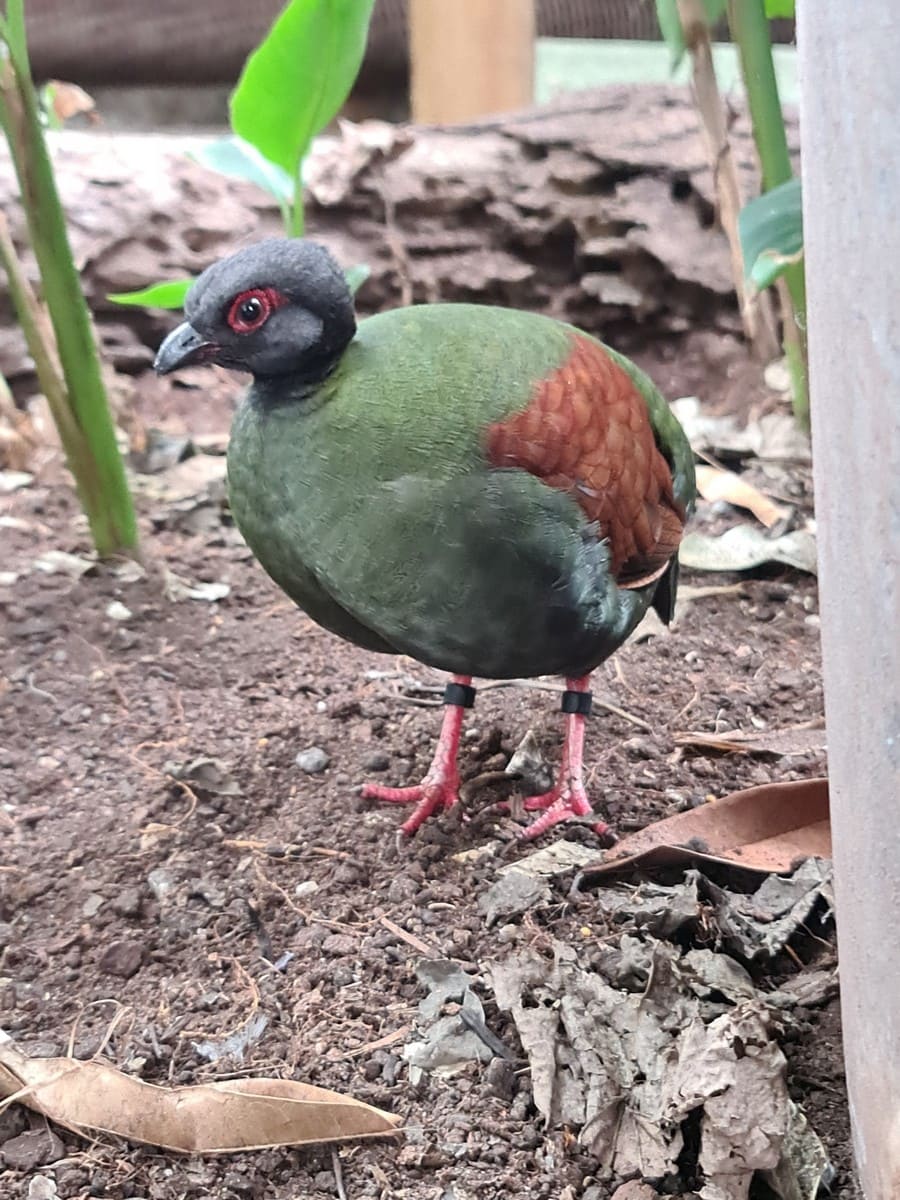 Crowned Partridge, Living Rainforest, Berkshire