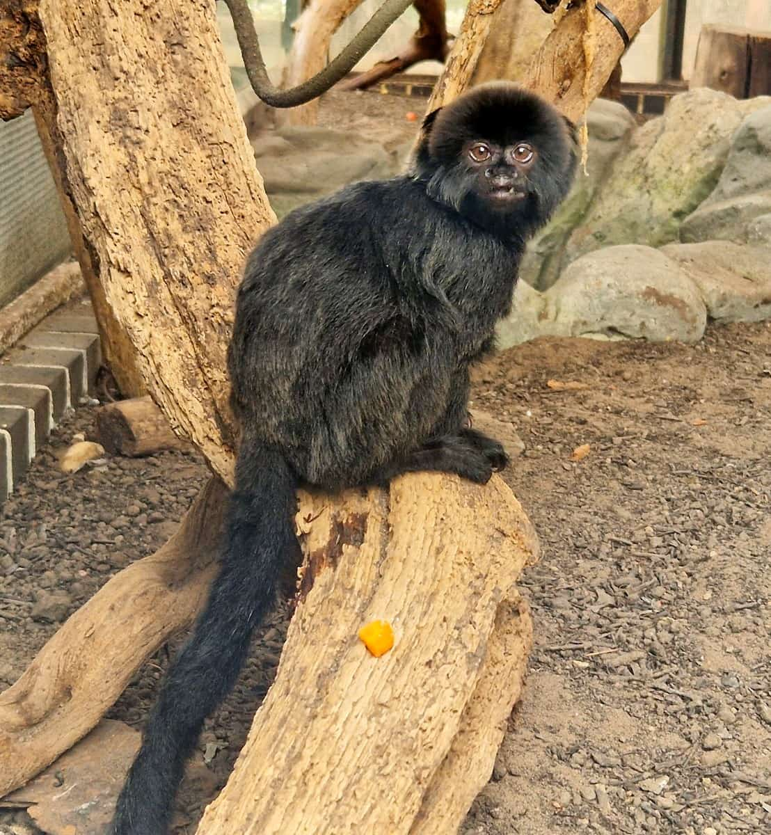 Heldian Marmoset, Living Rainforest, Berkshire