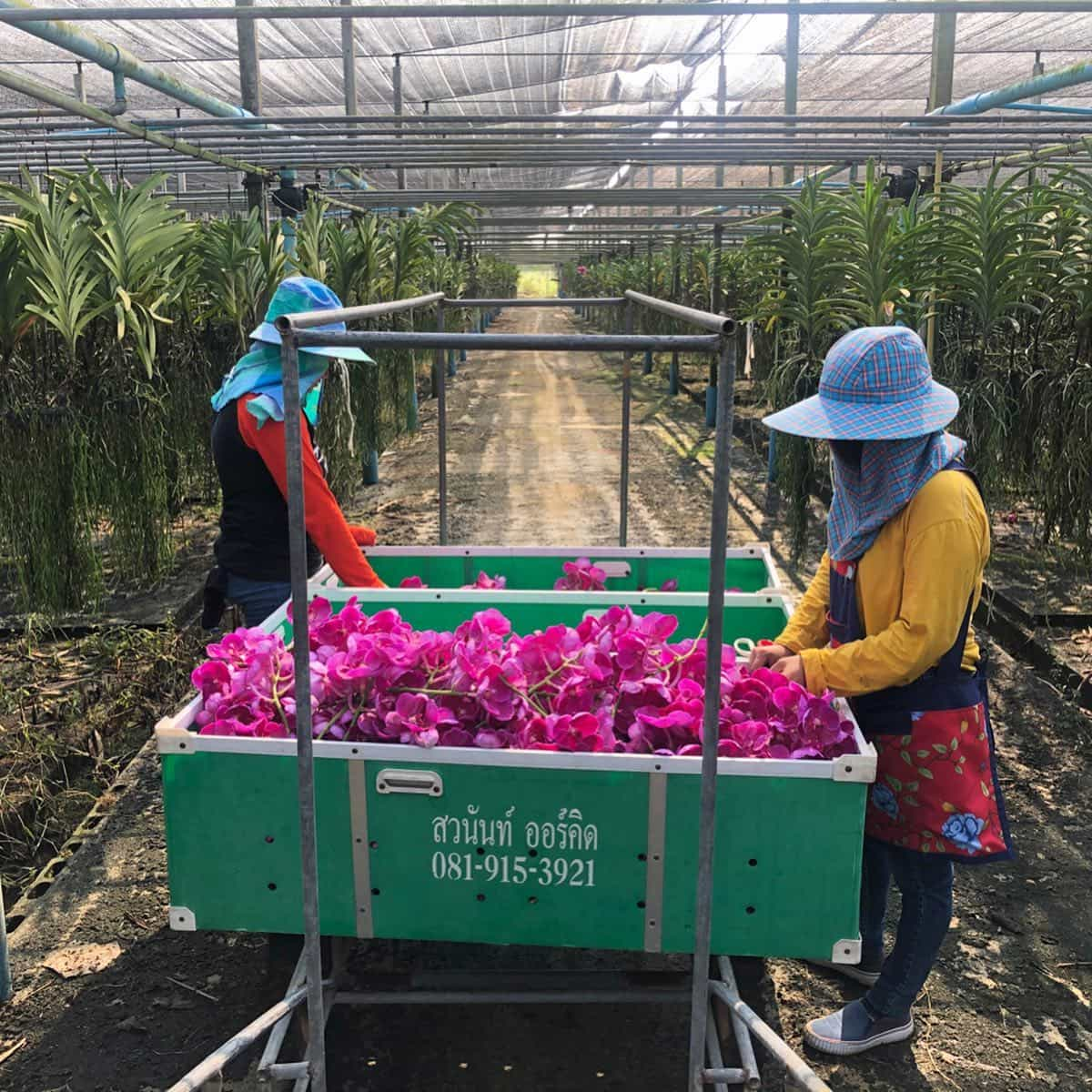 Mae Sa Orchid Farmin, Chaing Mai