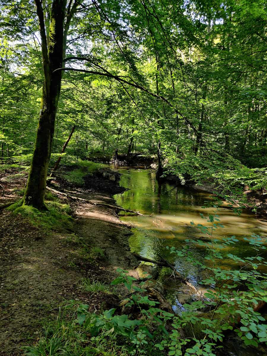 Marselisborg Forest