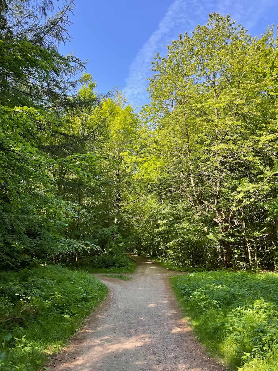 Marselisborg Forest