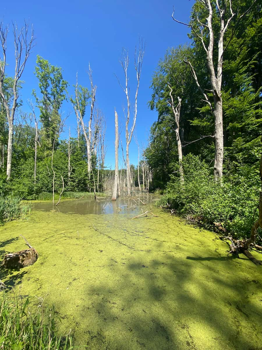 Marselisborg Forest