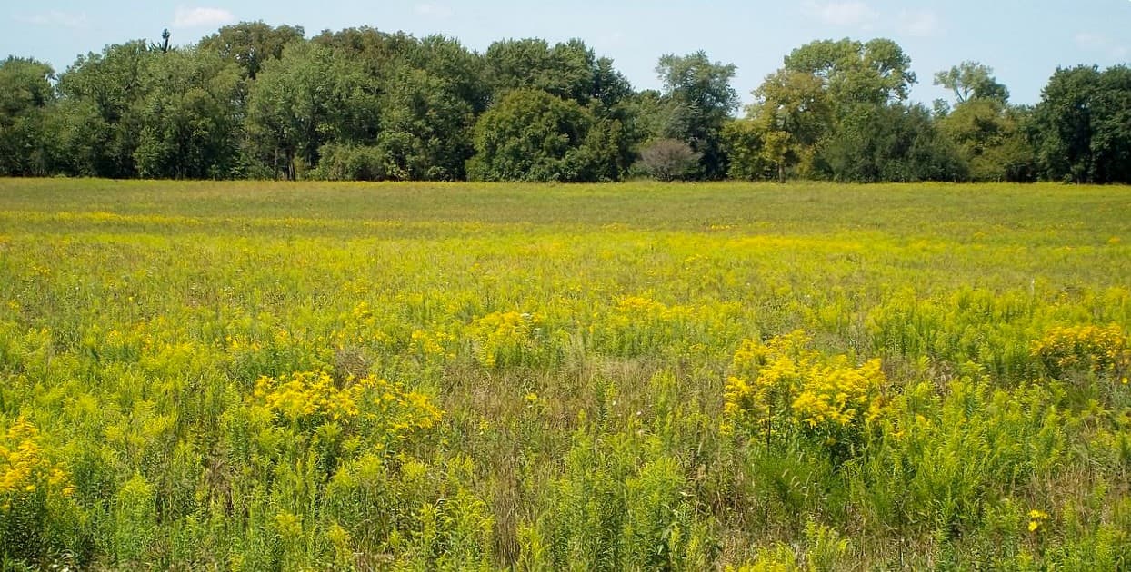 Midewin National Tallgrass Prairie